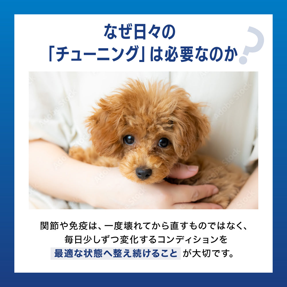 【新商品お試し50%OFF SALE】アニマルパウダー